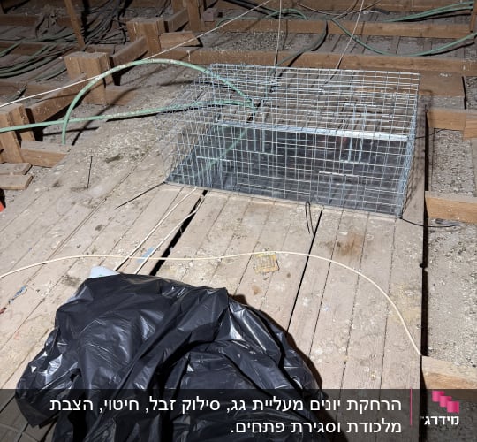 כלוב מלכודת וציוד ניקוי בעליית גג להרחקת יונים